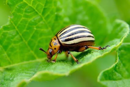 How Can You Get Rid Of Harmful Pests And Insects In Your Factory?